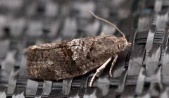 Dark-barred Tortrix (Syndemis musculana)