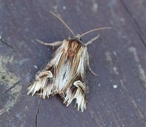 Purple Cloud (Actinotia polyodon)
