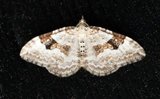 Hvit båndmåler (Xanthorhoe montanata)