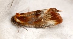 Brassy Tortrix (Eulia ministrana)