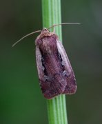 Flame Shoulder (Ochropleura plecta)