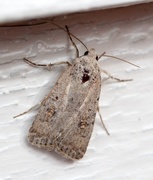 Pale Mottled Willow (Caradrina clavipalpis)