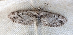 Strekdvergmåler (Eupithecia exiguata)