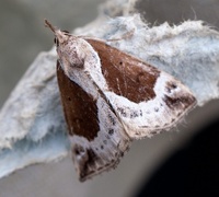 Beautiful Snout (Hypena crassalis)