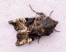 Small Angle Shades (Euplexia lucipara)