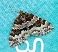 Broken-barred Carpet (Electrophaes corylata)