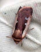 Flame Shoulder (Ochropleura plecta)