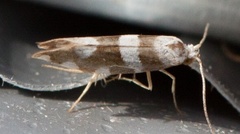 Gold-ribbon Argent (Argyresthia brockeella)