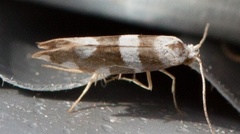 Argyresthia brockeella