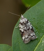 Seljeviklerfly (Nycteola degenerana)