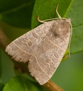 Osperingfly (Ipimorpha subtusa)