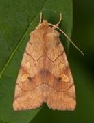 Vinkelfly (Enargia paleacea)