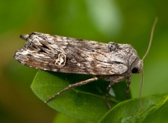 Skogkvistfly (Xylena solidaginis)