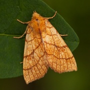 Orange Sallow (Tiliacea citrago)