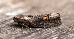 Dark Aspen Bell (Epinotia maculana)