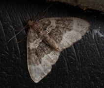 Grå mauremåler (Epirrhoe alternata)