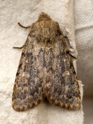 Brindled Ochre (Dasypolia templi)