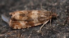 Thyme Marble (Celypha cespitana)