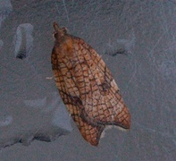 Nettflatvikler (Acleris rhombana)