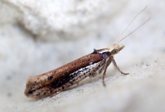 White-shouldered Smudge (Ypsolopha parenthesella)
