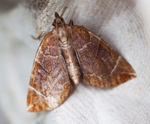 The Chevron (Eulithis testata)