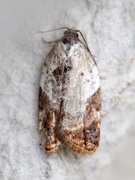 Marmorflatvikler (Acleris variegana)