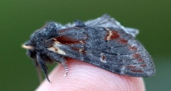 Iron Prominent (Notodonta dromedarius)