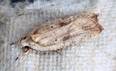 Dark-fringed Flat-body (Agonopterix nervosa)