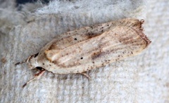 Agonopterix nervosa