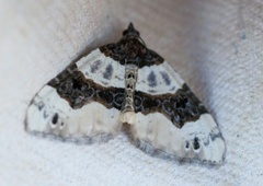 Purple Bar (Cosmorhoe ocellata)