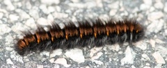 Fox Moth (Macrothylacia rubi)
