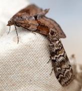 Dark Pine Knot-horn (Dioryctria abietella)