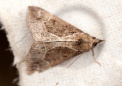 Beautiful Snout (Hypena crassalis)