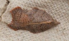 Grå-/konkavflatvikler (Acleris effractana/emargana)