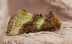 Burnished Brass (Diachrysia chrysitis)