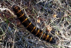 Fox Moth (Macrothylacia rubi)