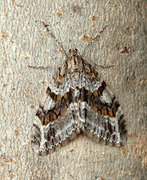 Barred Tooth-striped (Trichopteryx polycommata)