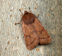 Tverrlinjet seljefly (Orthosia cerasi)