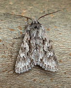 Early Grey (Xylocampa areola)