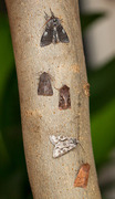 Early Grey (Xylocampa areola)