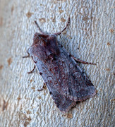 Red Chestnut (Cerastis rubricosa)