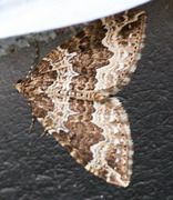 Water Carpet (Lampropteryx suffumata)
