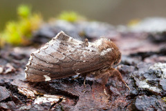 Brun vårtannspinner (Odontosia carmelita)