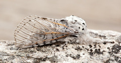 Puss Moth (Cerura vinula)