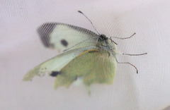 Large White (Pieris brassicae)