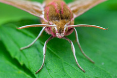Elephant Hawk-moth (Deilephila elpenor)