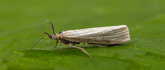 Yellow Satin Veneer (Crambus perlella)