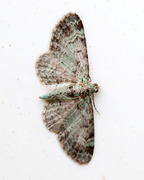 Green Pug (Pasiphila rectangulata)
