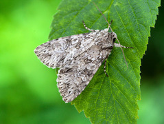 Great Brocade (Eurois occulta)