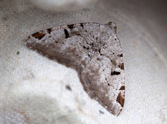 The V-Moth (Macaria wauaria)